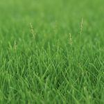 Zoysia Grass Seed: 10 Best Varieties for a Lush Lawn