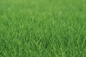 Zoysia Grass Seed: 10 Best Varieties for a Lush Lawn